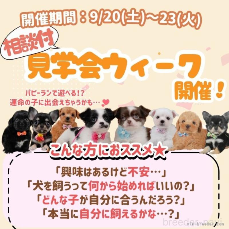 販売中の神奈川県のチワワ(ロングコート)-415077の9枚目