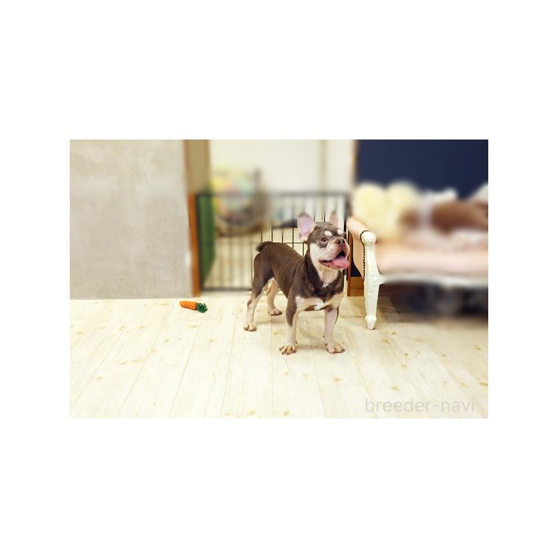 成約済の佐賀県のフレンチブルドッグ-377019の5枚目