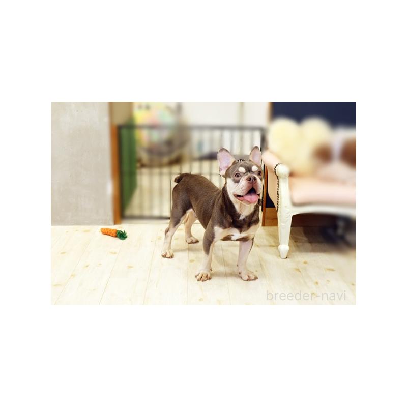成約済の佐賀県のフレンチブルドッグ-377019の4枚目
