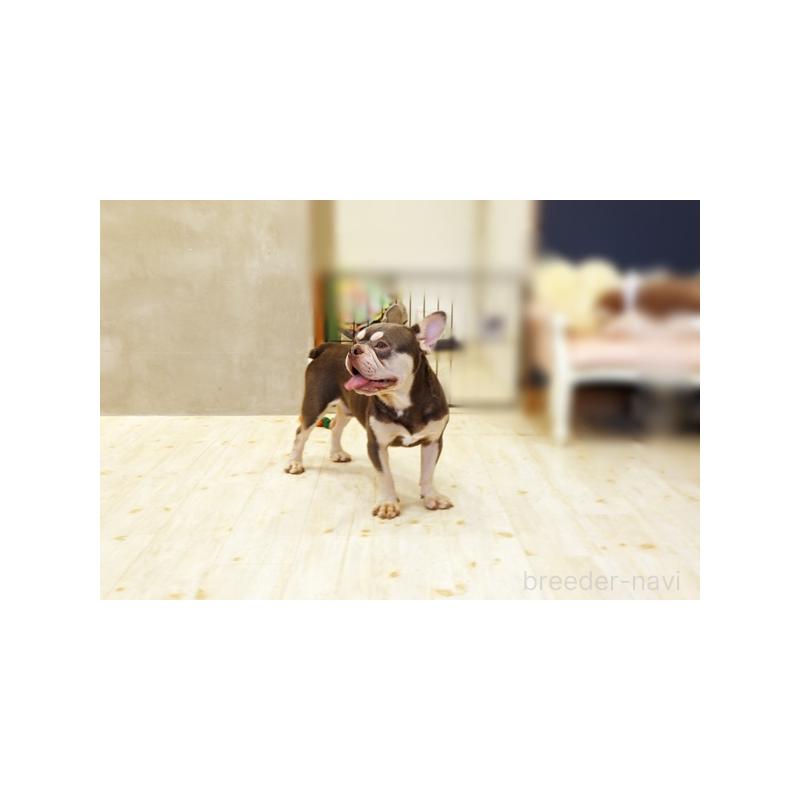 成約済の佐賀県のフレンチブルドッグ-377019の3枚目