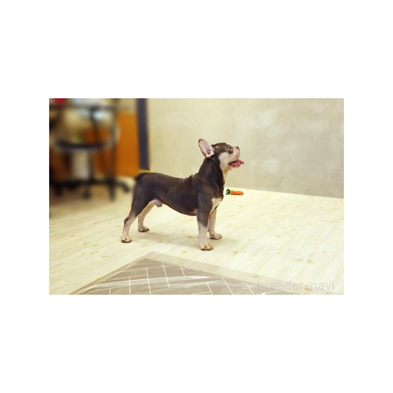 成約済の佐賀県のフレンチブルドッグ-377019の2枚目