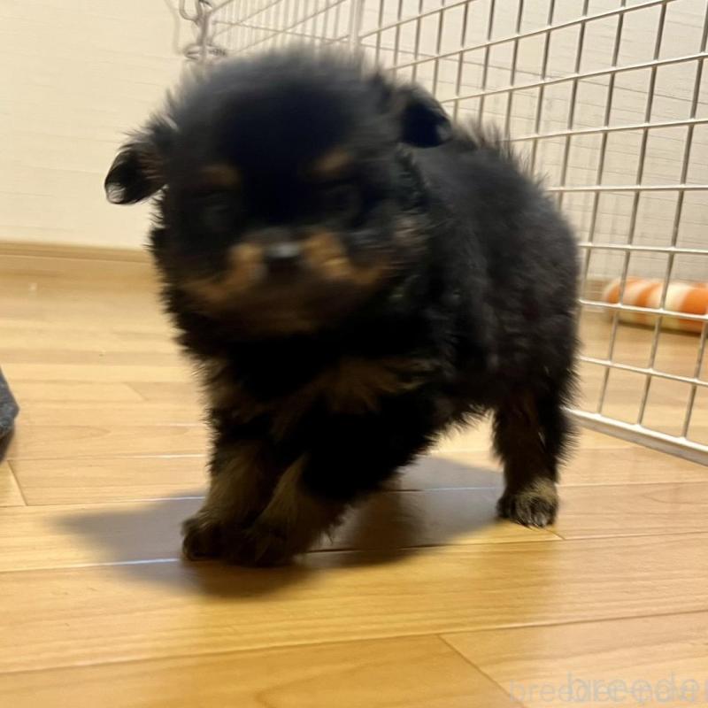 販売中の香川県のポメチワ:ポメラニアン×チワワ-415079の5枚目
