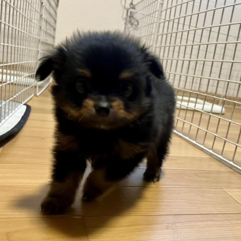 販売中の香川県のポメチワ:ポメラニアン×チワワ-415079の4枚目
