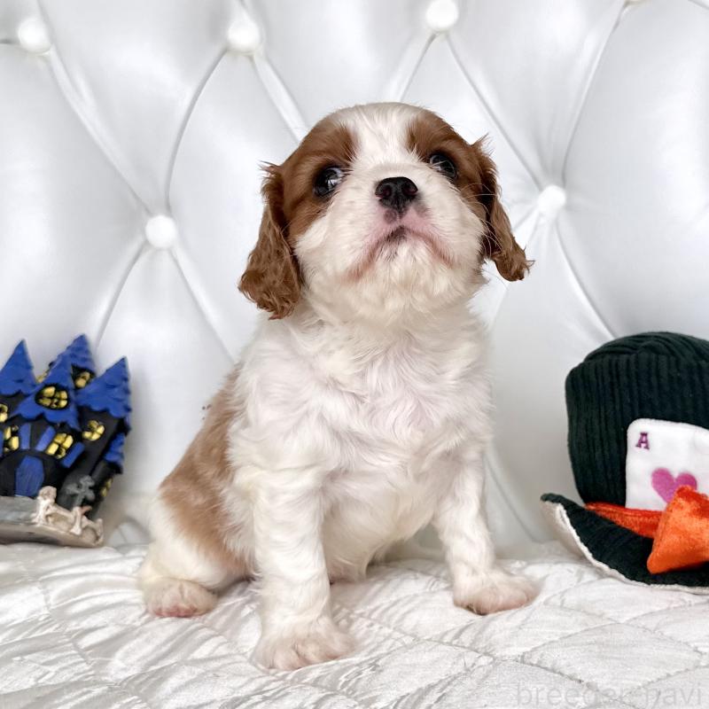 成約済の福岡県のキャバリアキングチャールズスパニエル-413527の8枚目