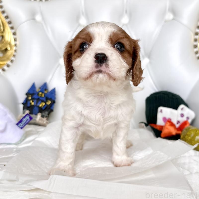 成約済の福岡県のキャバリアキングチャールズスパニエル-413527の7枚目