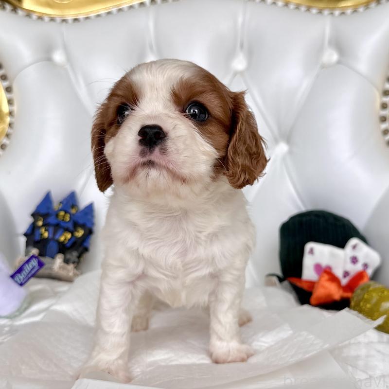 成約済の福岡県のキャバリアキングチャールズスパニエル-413527の6枚目