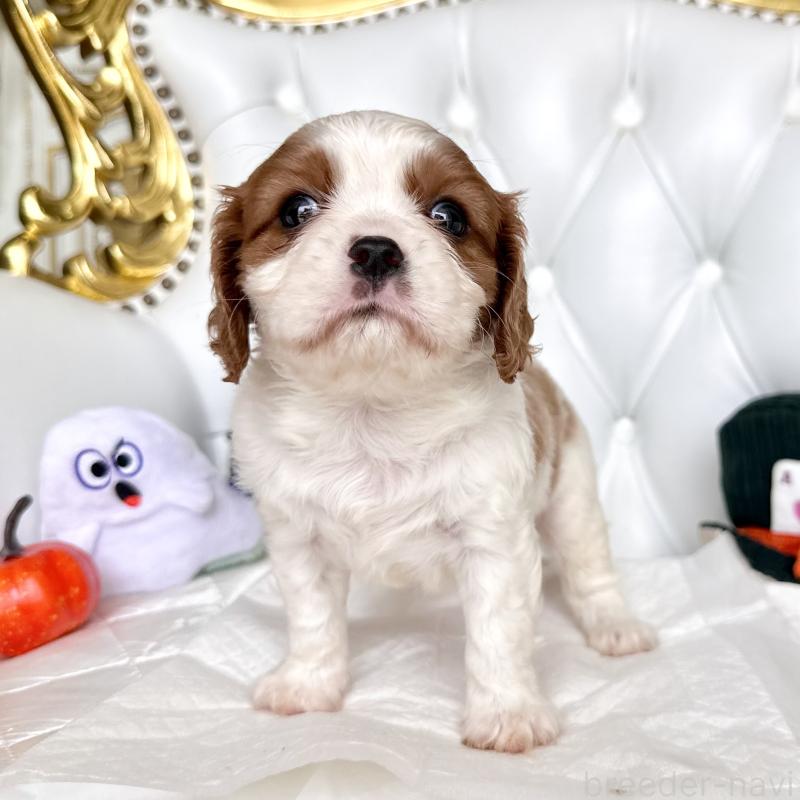 成約済の福岡県のキャバリアキングチャールズスパニエル-413527の5枚目