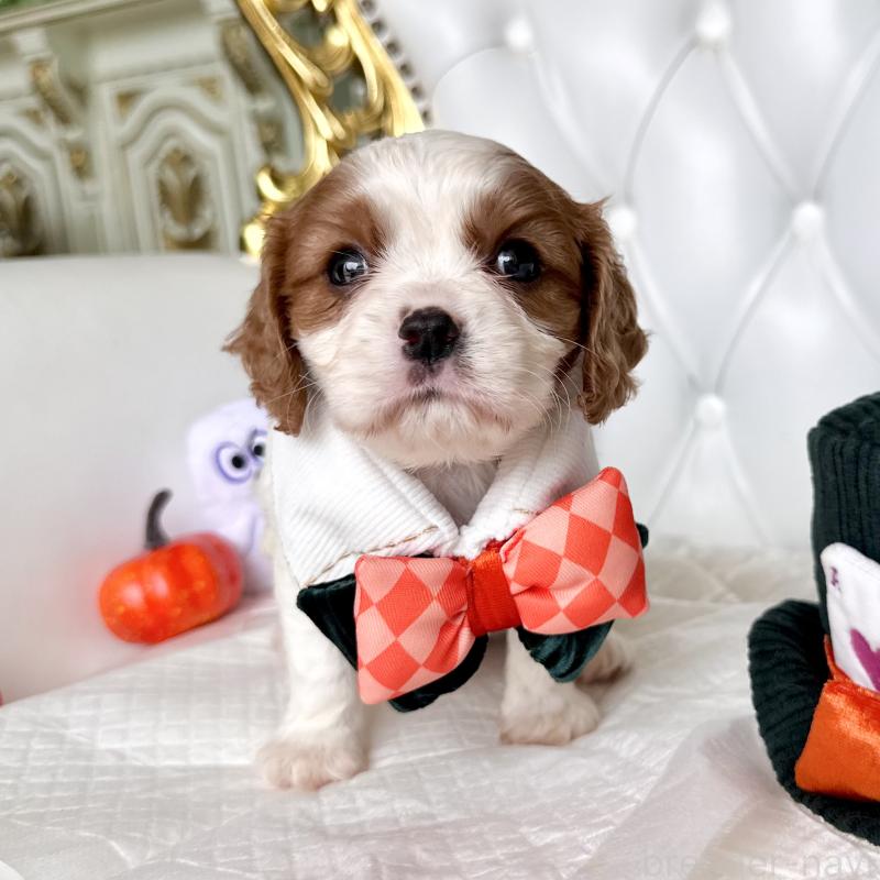 成約済の福岡県のキャバリアキングチャールズスパニエル-413527の4枚目