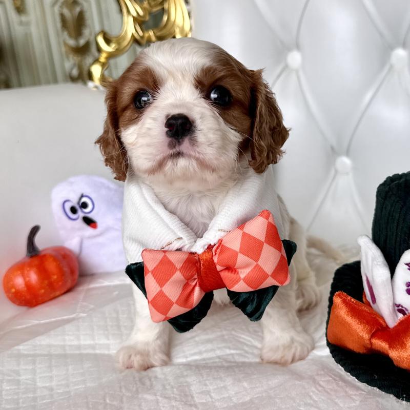 成約済の福岡県のキャバリアキングチャールズスパニエル-413527の3枚目