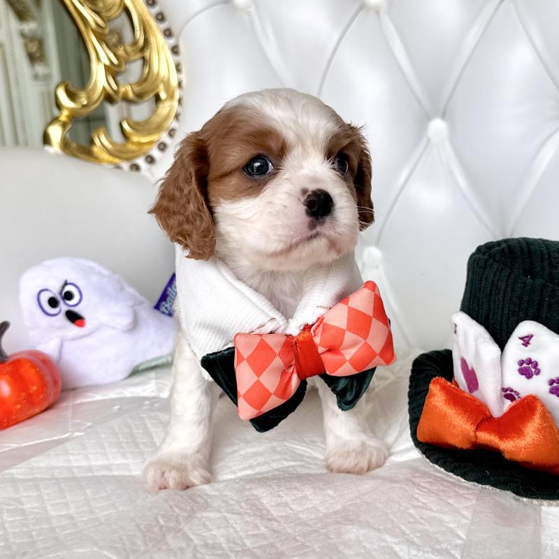 成約済の福岡県のキャバリアキングチャールズスパニエル-413527の2枚目