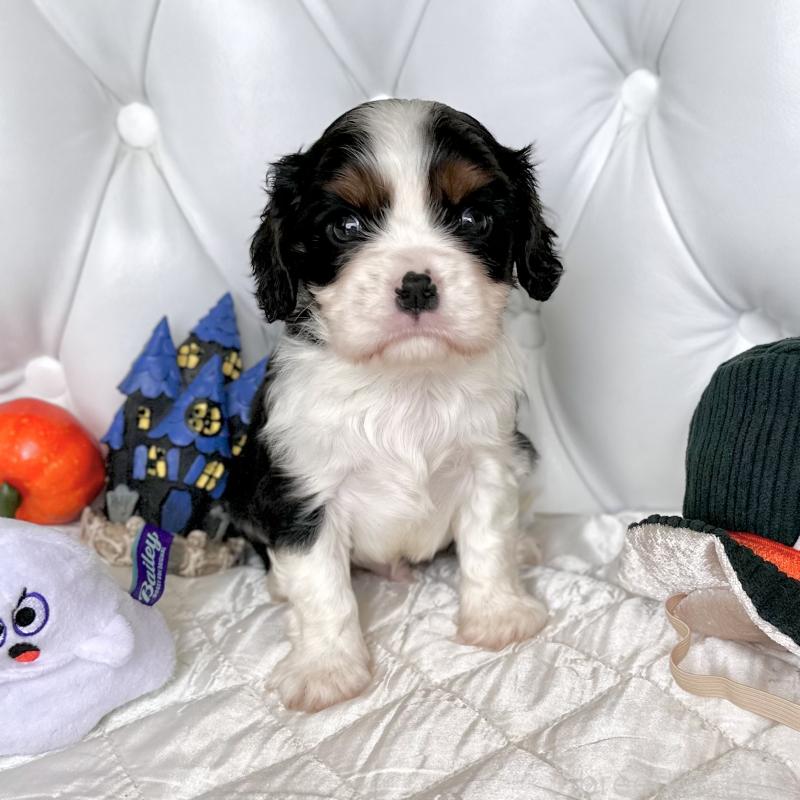 成約済の福岡県のキャバリアキングチャールズスパニエル-413526の33枚目