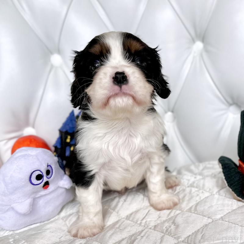 成約済の福岡県のキャバリアキングチャールズスパニエル-413526の32枚目