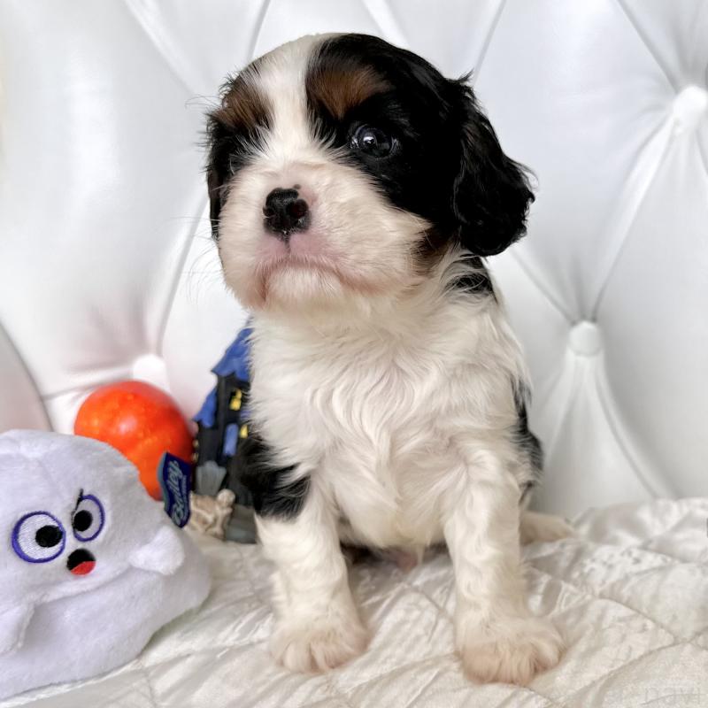 成約済の福岡県のキャバリアキングチャールズスパニエル-413526の31枚目