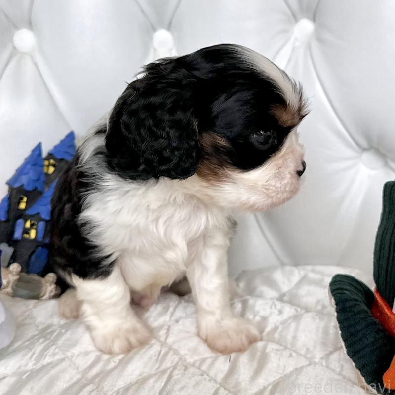 成約済の福岡県のキャバリアキングチャールズスパニエル-413526の30枚目