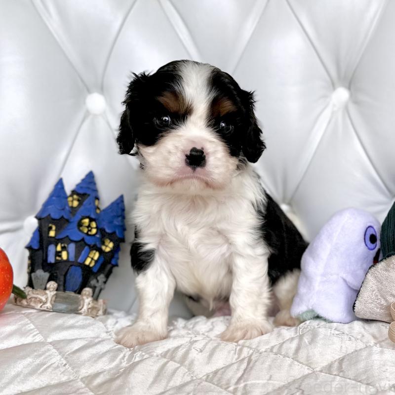 成約済の福岡県のキャバリアキングチャールズスパニエル-413526の29枚目