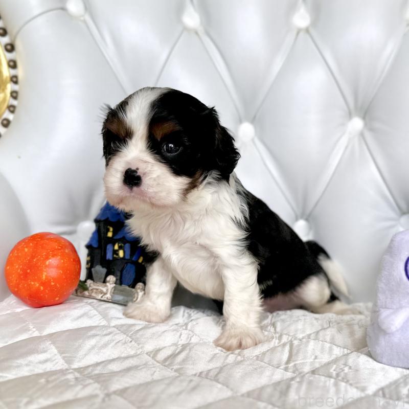 成約済の福岡県のキャバリアキングチャールズスパニエル-413526の28枚目