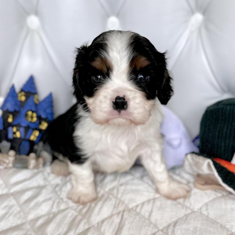 成約済の福岡県のキャバリアキングチャールズスパニエル-413526の27枚目