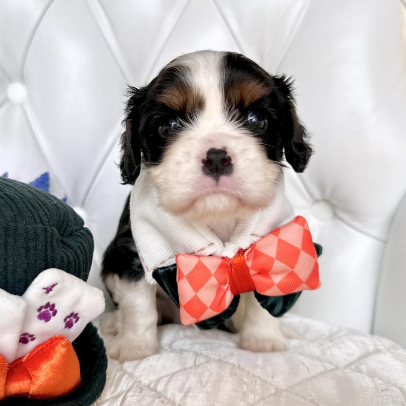 成約済の福岡県のキャバリアキングチャールズスパニエル-413526の26枚目