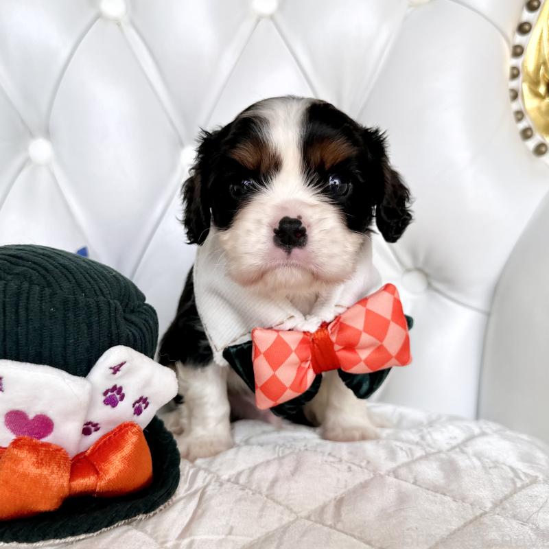 成約済の福岡県のキャバリアキングチャールズスパニエル-413526の25枚目