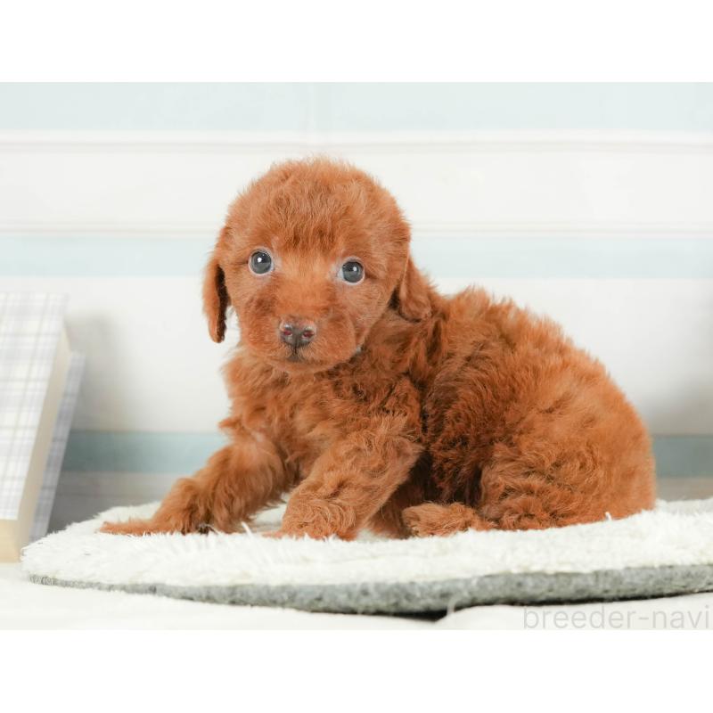 販売中の静岡県のトイプードル-415504の11枚目