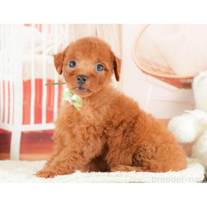 販売中の静岡県のトイプードル-415507の10枚目