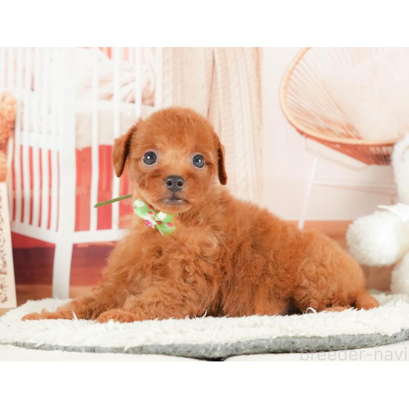 販売中の静岡県のトイプードル-415507の6枚目
