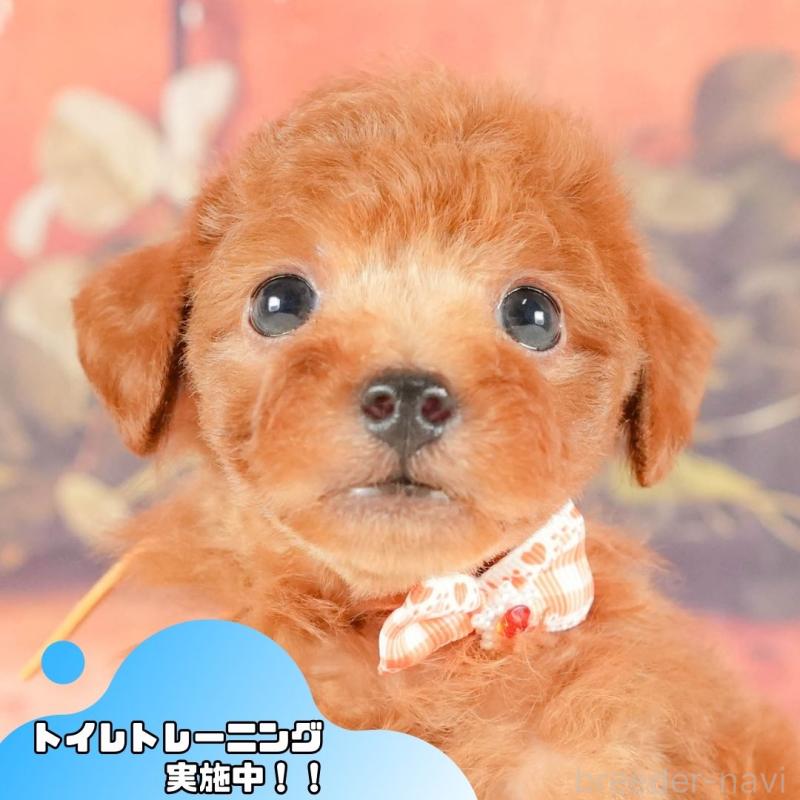 販売中の静岡県のトイプードル-415510の1枚目