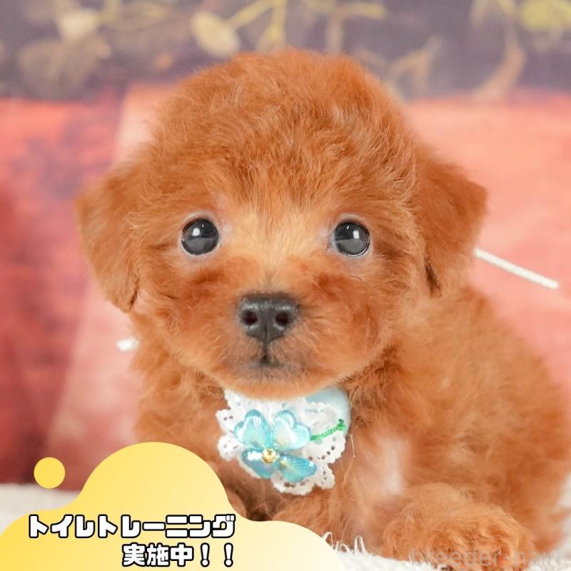 販売中の静岡県のトイプードル-415537