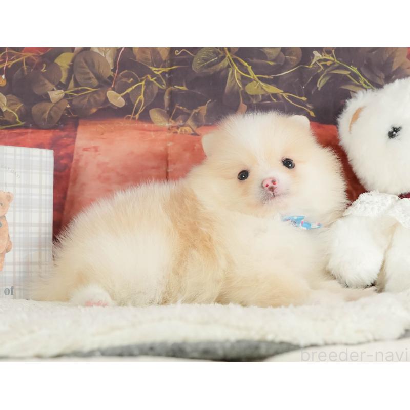 販売中の静岡県のポメラニアン-415558の11枚目