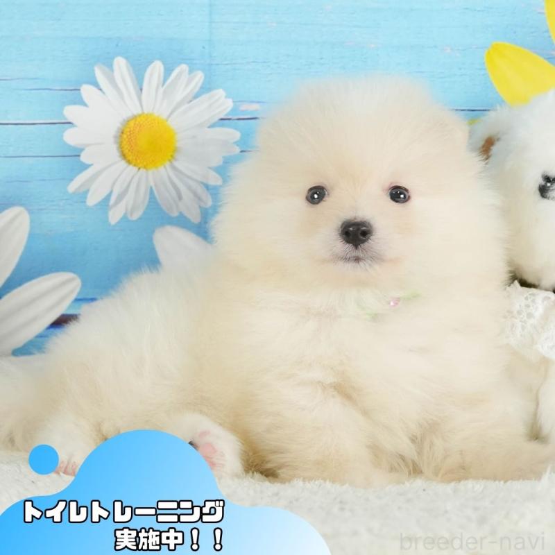 販売中の静岡県のポメラニアン-415571の1枚目