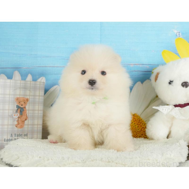 販売中の静岡県のポメラニアン-415571の12枚目