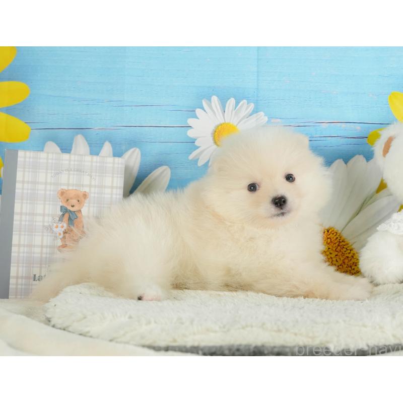 販売中の静岡県のポメラニアン-415571の10枚目