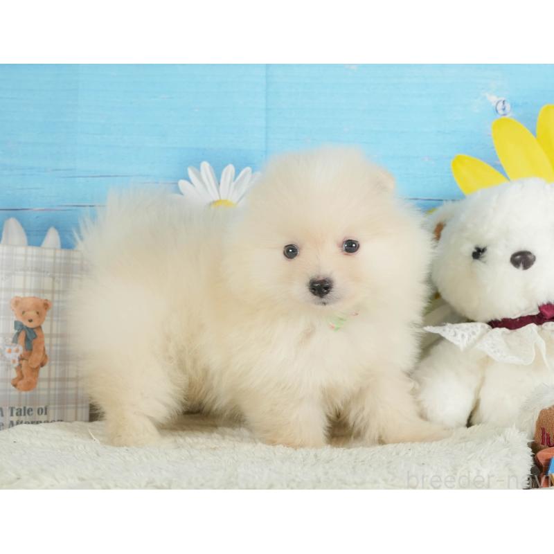 販売中の静岡県のポメラニアン-415571の8枚目