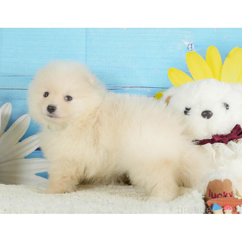 販売中の静岡県のポメラニアン-415571の6枚目