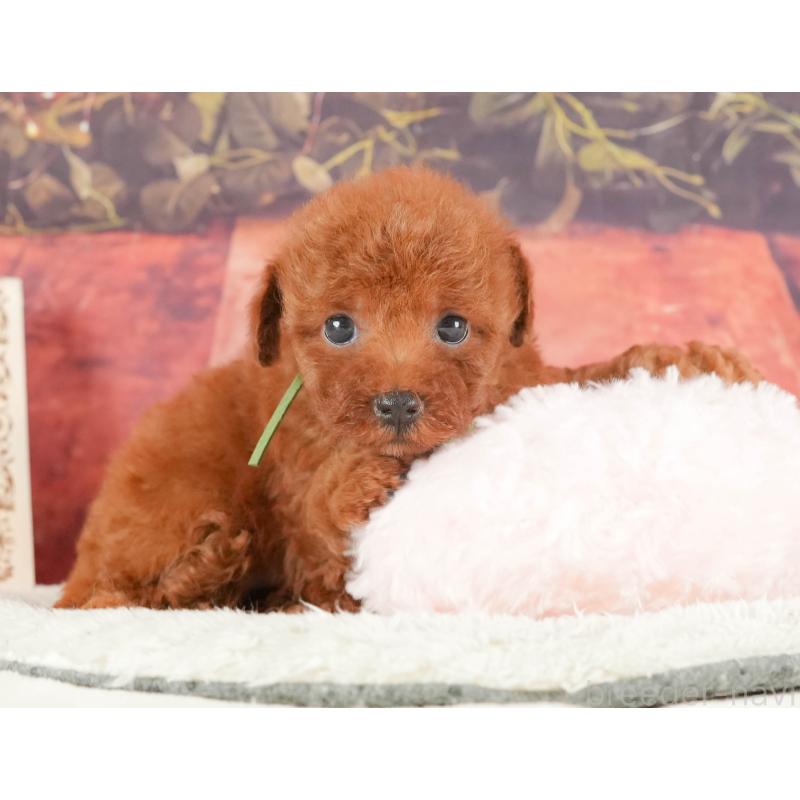 販売中の静岡県のトイプードル-415582の6枚目