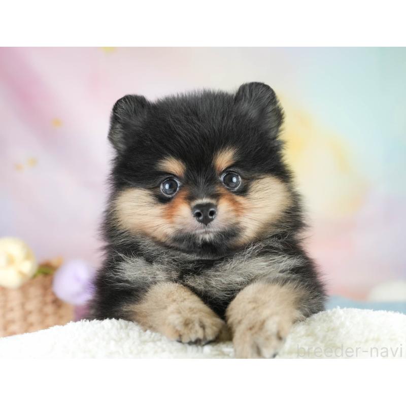 販売中の埼玉県のポメラニアン-415670の5枚目