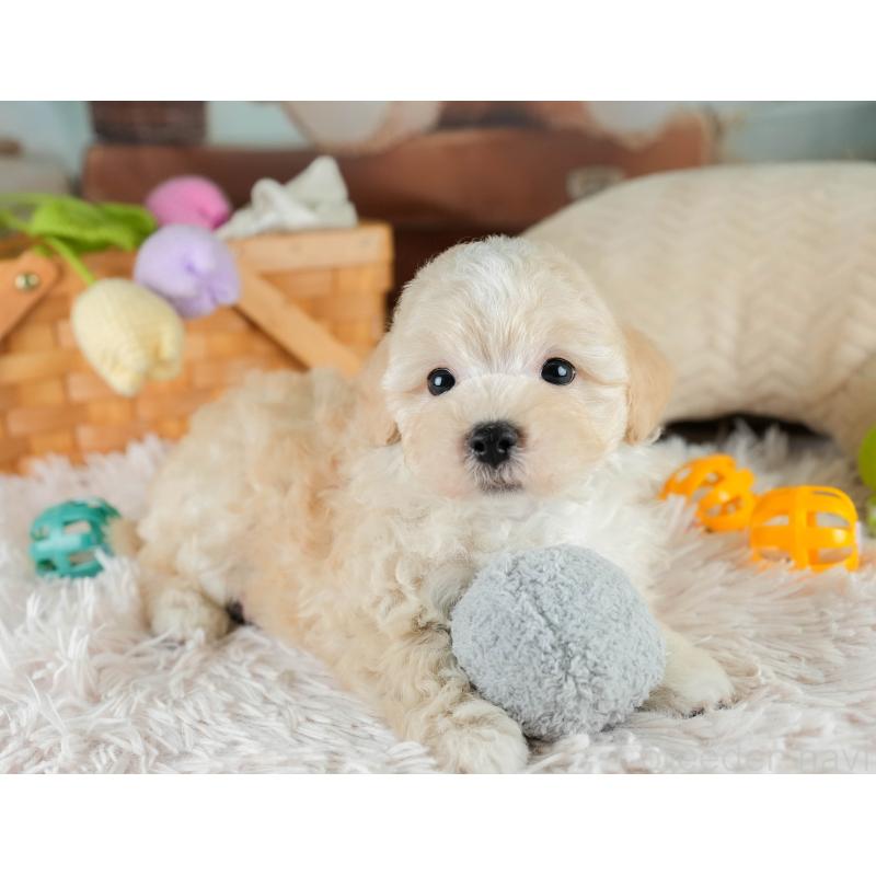 販売中の埼玉県のマルプー:マルチーズ×トイプードル-415703の6枚目