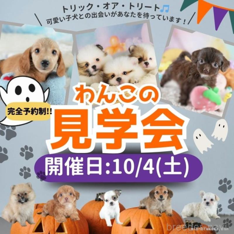 販売中の埼玉県のポメラニアン-415675の14枚目