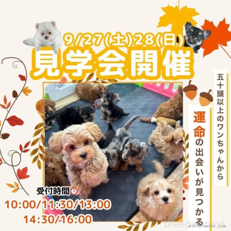 販売中の茨城県のトイプードル-415373の14枚目