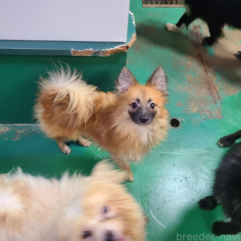 成約済の東京都のミックス犬-377878の2枚目