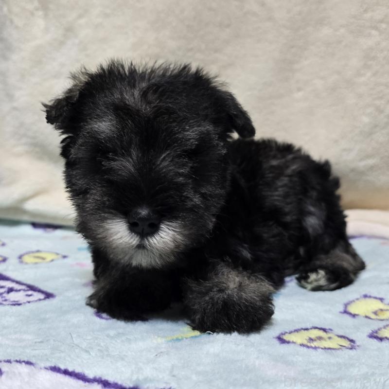 成約済の岡山県のミニチュアシュナウザー-410242の7枚目