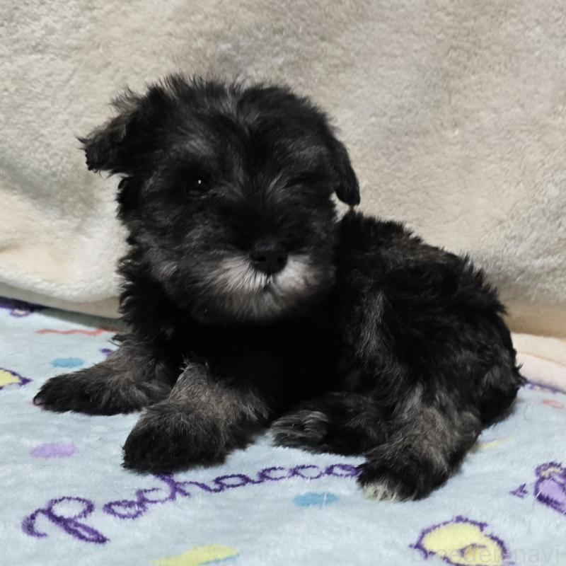 成約済の岡山県のミニチュアシュナウザー-410242の6枚目