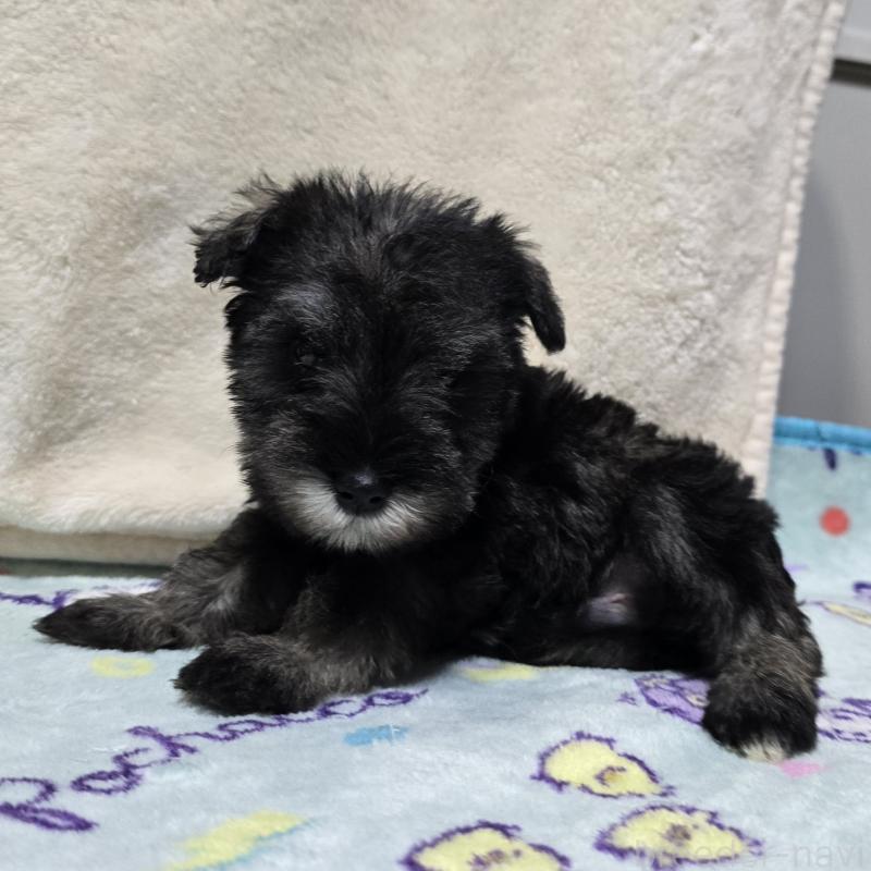 成約済の岡山県のミニチュアシュナウザー-410242の5枚目