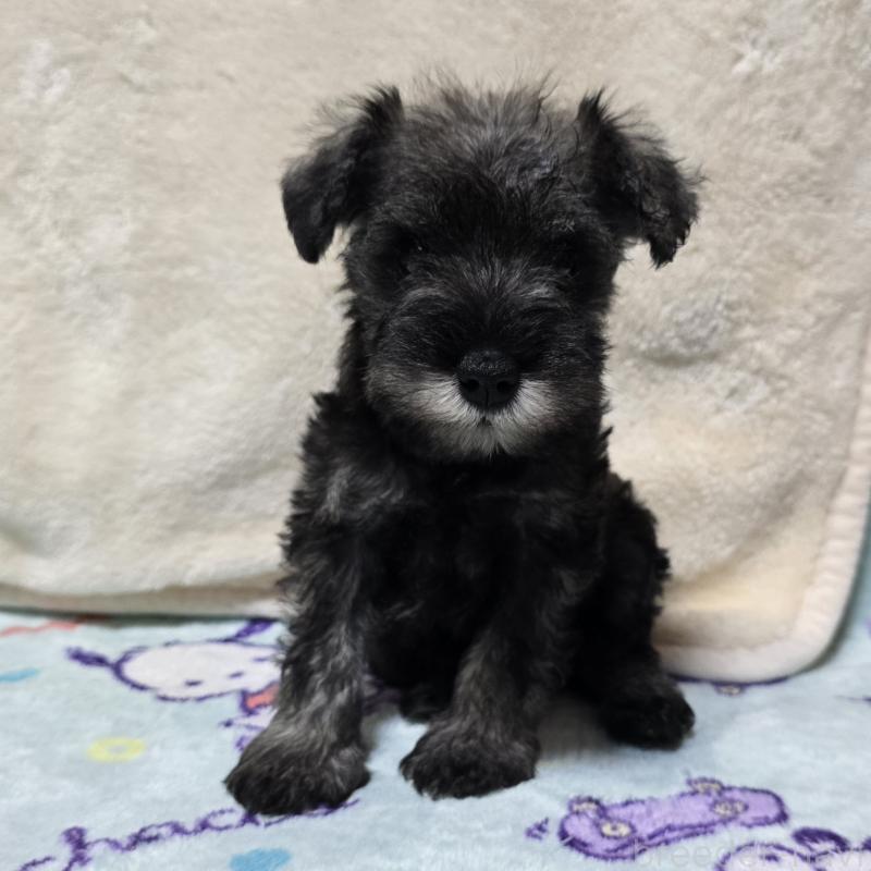 成約済の岡山県のミニチュアシュナウザー-410243の6枚目