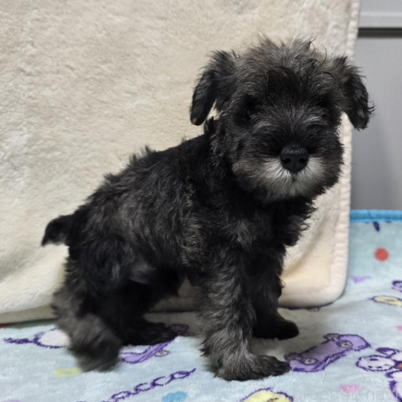 成約済の岡山県のミニチュアシュナウザー-410243の5枚目