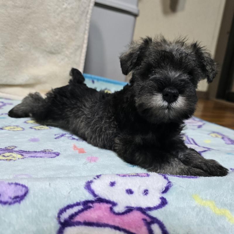 成約済の岡山県のミニチュアシュナウザー-410243の4枚目