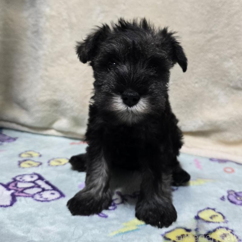 成約済の岡山県のミニチュアシュナウザー-410244の6枚目