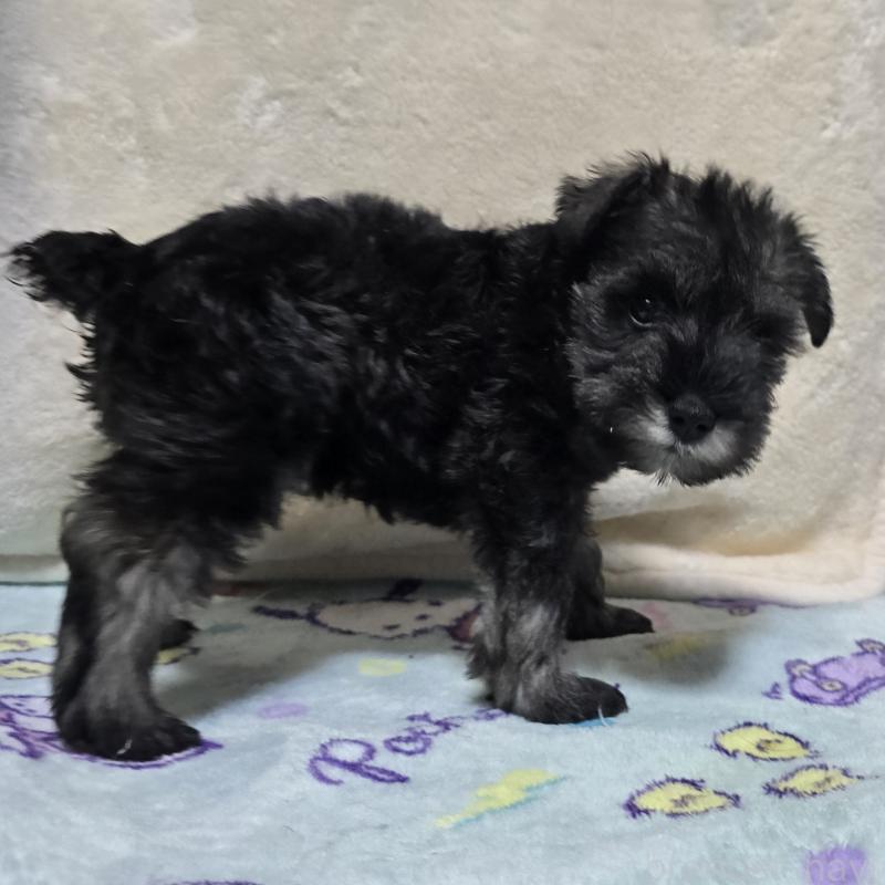 成約済の岡山県のミニチュアシュナウザー-410244の5枚目