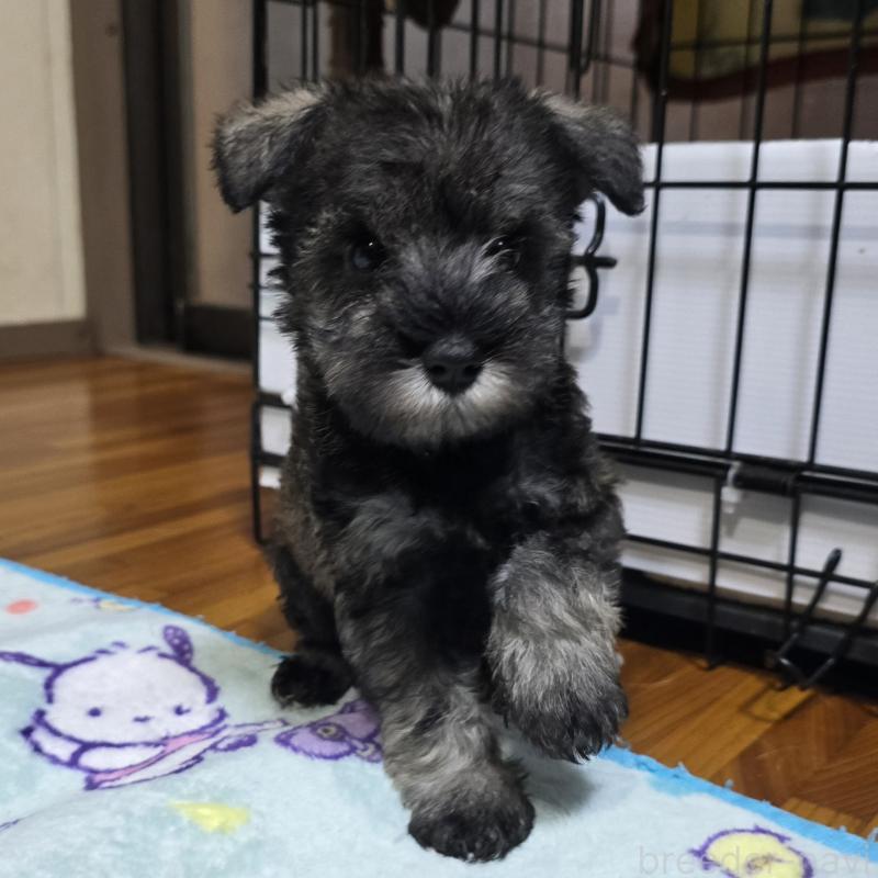 成約済の岡山県のミニチュアシュナウザー-410246の5枚目