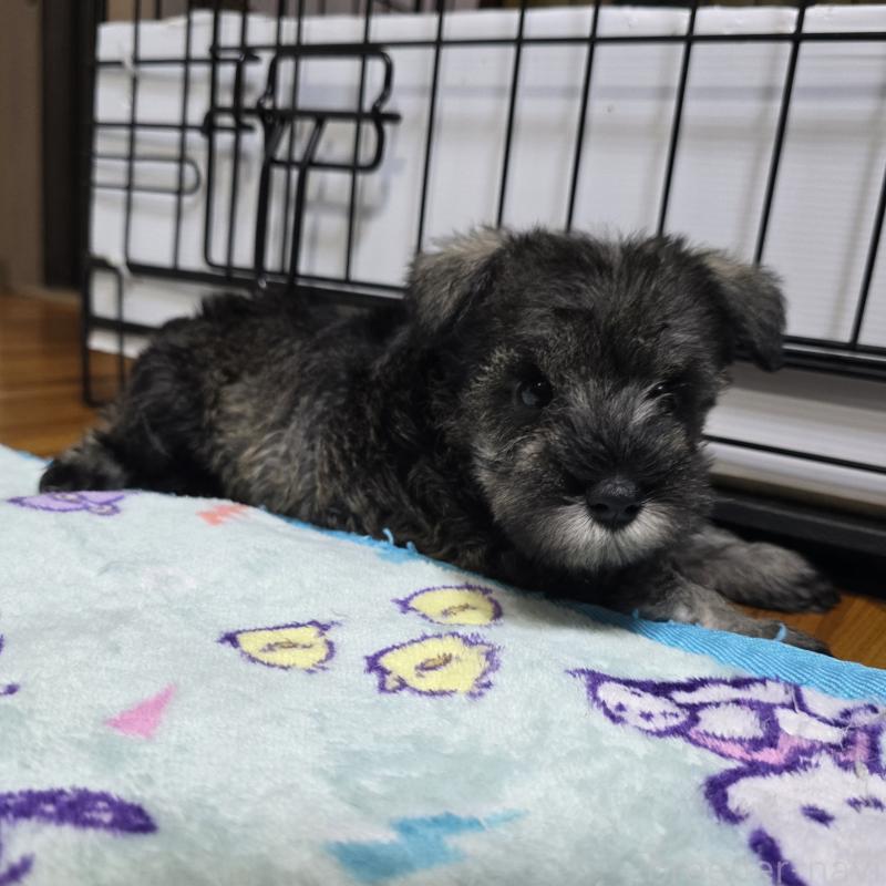 成約済の岡山県のミニチュアシュナウザー-410246の4枚目